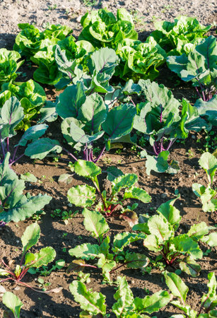 Young beetroot and kohlrabi plants in a sunny vegetable garden bed