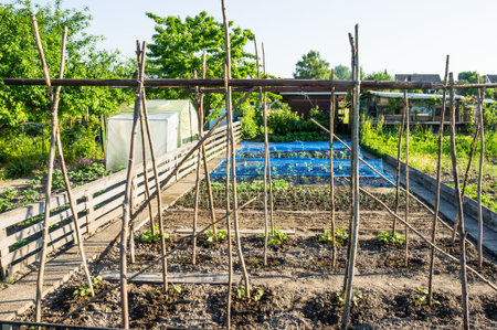 Fresh young string bean plants with poles on a sunny vegetable garden patch with other vegetables in...
