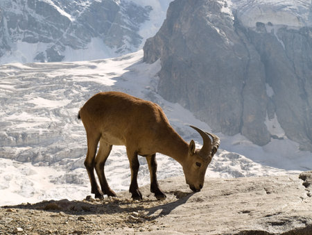 Mountains. Caucasus. Bezengi. Mountain goatの写真素材