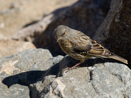 Little bird with background out of focus