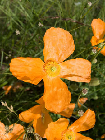 Orange flower with unfocus backgroundの写真素材