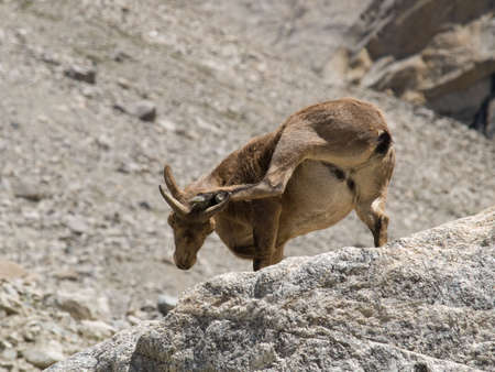 Mountain goat. Caucasus. Kabardino-Balkariaの写真素材