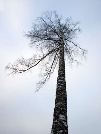 A single tree in the winter skyの写真素材