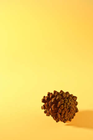 pine cone in studioの写真素材