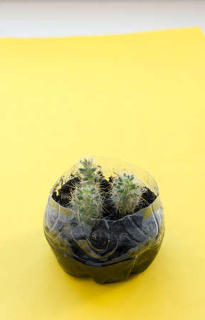 small cacti in a pot against a colored backgroundの写真素材