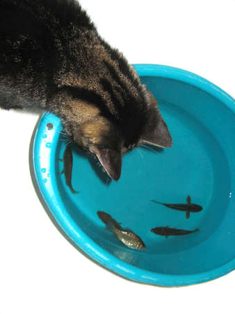 The cat looks at the fish in the basin. Cat wants to fishの写真素材