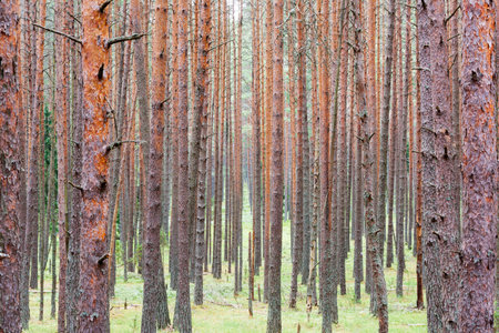Summer pine forest, pine trunks, natural landscape, summer day.の写真素材