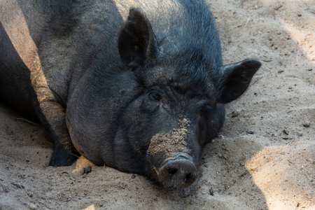 Black domestic pig lying in a pen on the ground outdoors, pig head close-up, pets.