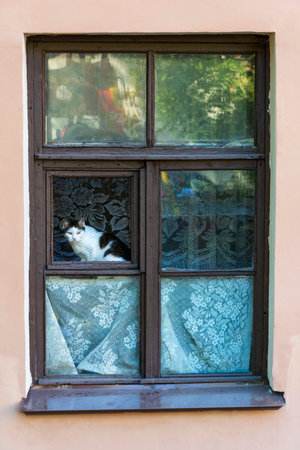 black and white cat sitting at the open window of an old house and looking at the street, summer, city, yardの写真素材