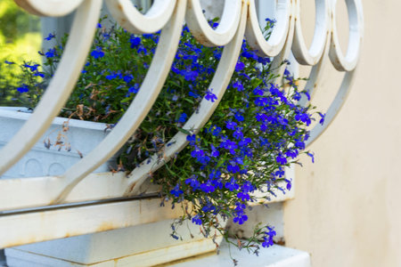 Bright blue-purple petunia flowers in pots on the windowsill outside the window, blue flowers on the windowsill, elegant vintage window gratingの写真素材