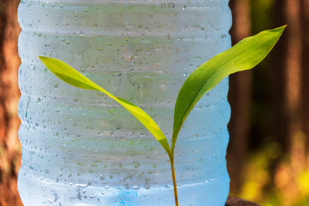 a large bottle of fresh, clean drinking water stands in the forest next to the sprouts of lily of...