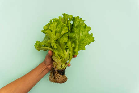 green lettuce plant with roots in hands on a turquoise background, the concept of healthy eating, vegetables, vegetarianismの写真素材