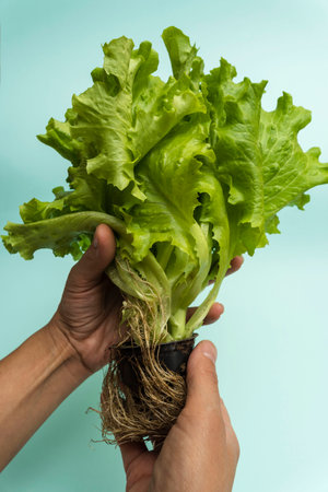 green lettuce plant with roots in hands on a turquoise background, the concept of healthy eating, vegetables, vegetarianismの写真素材