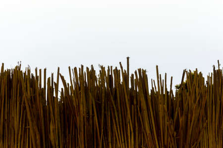 Background of reeds and white space, copy space.の写真素材