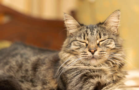 portrait of a cute domestic cat lying on the bed.の写真素材