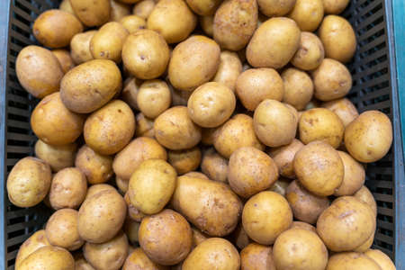 New potatoes on the store counter, vegetable theme, Fresh organic potatoes.の写真素材
