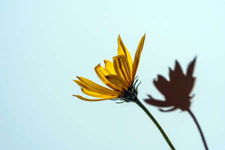 Yellow flower with a hard shadow on a white background, a place to copy, a place for text.の写真素材
