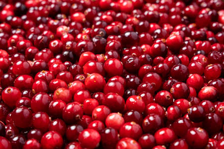 Ripe red cranberry berries, side view of cranberry berries.の写真素材