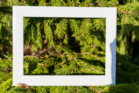 An empty white frame on a background of green spruce branches with a place to copy. Christmas...