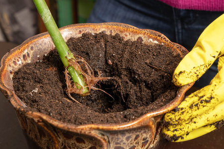 Hands in rubber gloves hold a flower stem with a sprouted root system over a ceramic flower pot with...