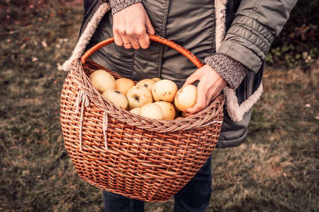 A close-up of a vintage wicker basket with apples in women's hands. Autumn harvest in the garden. A woman holds a large basket with green apples. Healthy lifestyle and nutrition.の写真素材