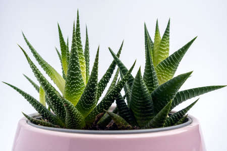 Haworthia flower in a pink pot on a white background, lifestyle, modern interiorの写真素材