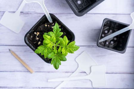 a pot with a tomato sprout, peat pots for seedlings, garden labels and a pencilの写真素材