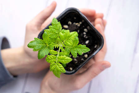 A green sprout with soil in a pot in the caring hands of a personの写真素材