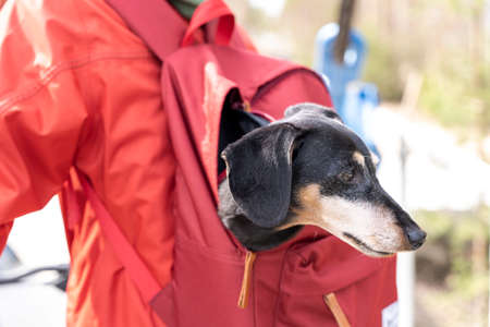 dog sits in the backpack of a walking person and looks around. a petの写真素材