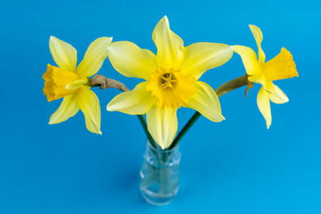 yellow daffodil flowers on a blue background. Fresh spring flowersの写真素材