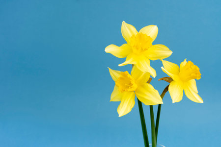 yellow daffodil flowers on a blue background. Fresh spring flowers