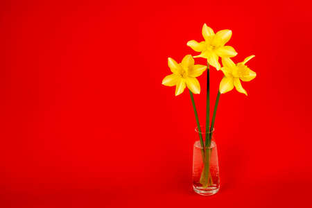 daffodil flowers in a vase on a red background. Fresh spring flowersの写真素材