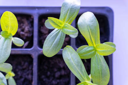 seedlings of flowers in a plastic cellular container on the windowsillの写真素材