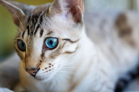 portrait of a domestic cat. a mixture of Bengali and Oriental breedsの写真素材