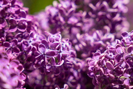 lovely fresh branches of lilac flowers close-up. spring background