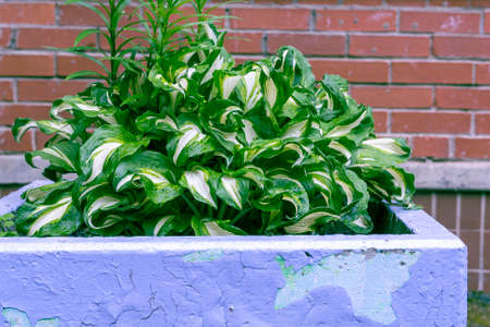 fresh green foliage Hosts after the rain on background of a brick wallの写真素材