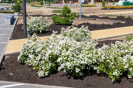 landscaping of the city park. improvement of the cityの写真素材
