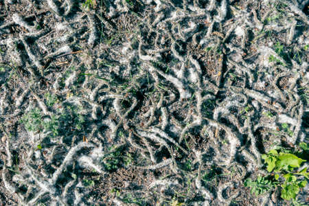 fluff falling from the trees lies among the green grass on the groundの写真素材