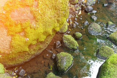 a forest stream flows among old mossy stones in a nature park.
