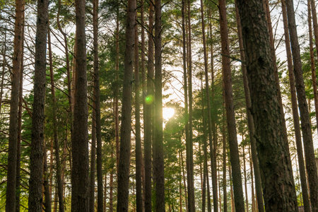 the sun peeks through the trunks of trees in the forestの写真素材