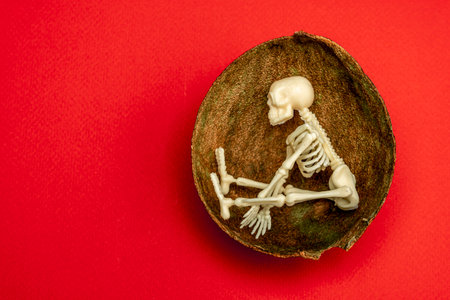 Minimal creative composition. a capsule with a skeleton insideの写真素材