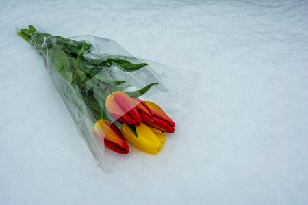 Flowers in the snow. a bouquet of tulips is lying on the snowの写真素材