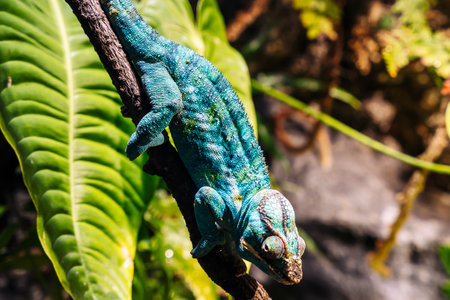 chameleon with rolling eyes in a terrarium close-upの写真素材
