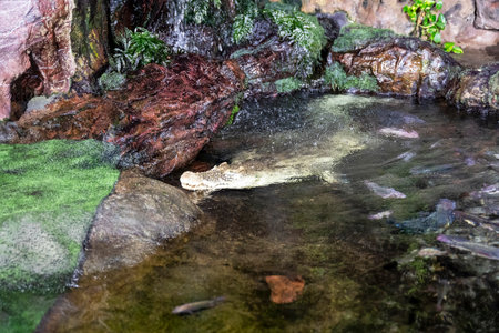 crocodile in terrarium with fish behind glass for showing to touristsの写真素材