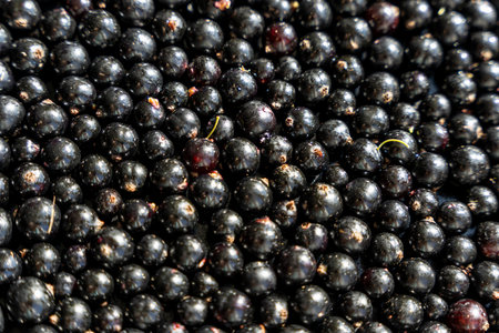 Summer fresh black currant berries. Background of sweet ripe black currant.の写真素材