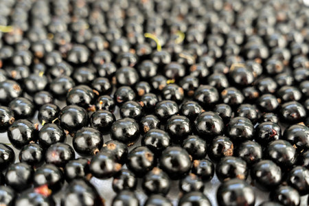 Summer fresh black currant berries. Background of sweet ripe black currant.
