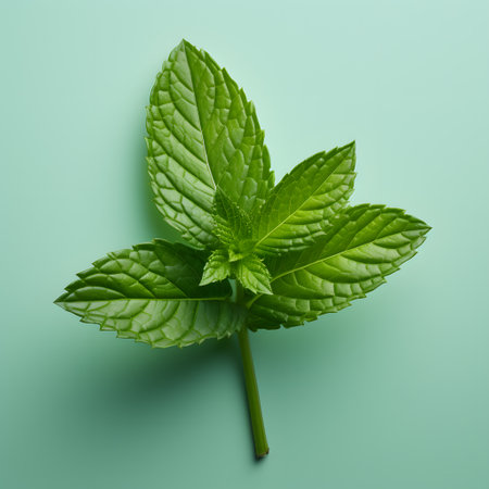 fresh green mint leaves on a turquoise background. aromatic cooking ingredientの素材