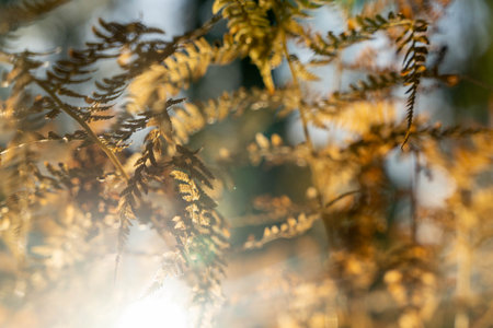 Fern leaves with their delicate texture and rich color are eye-catchingの写真素材