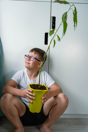Boy holds a potted plant, vertical photo, avocado treeの写真素材