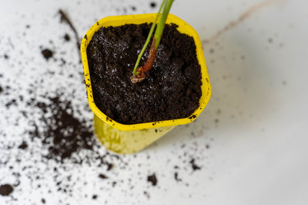 A yellow pot with a small green plant and soil spilled on a white surfaceの写真素材